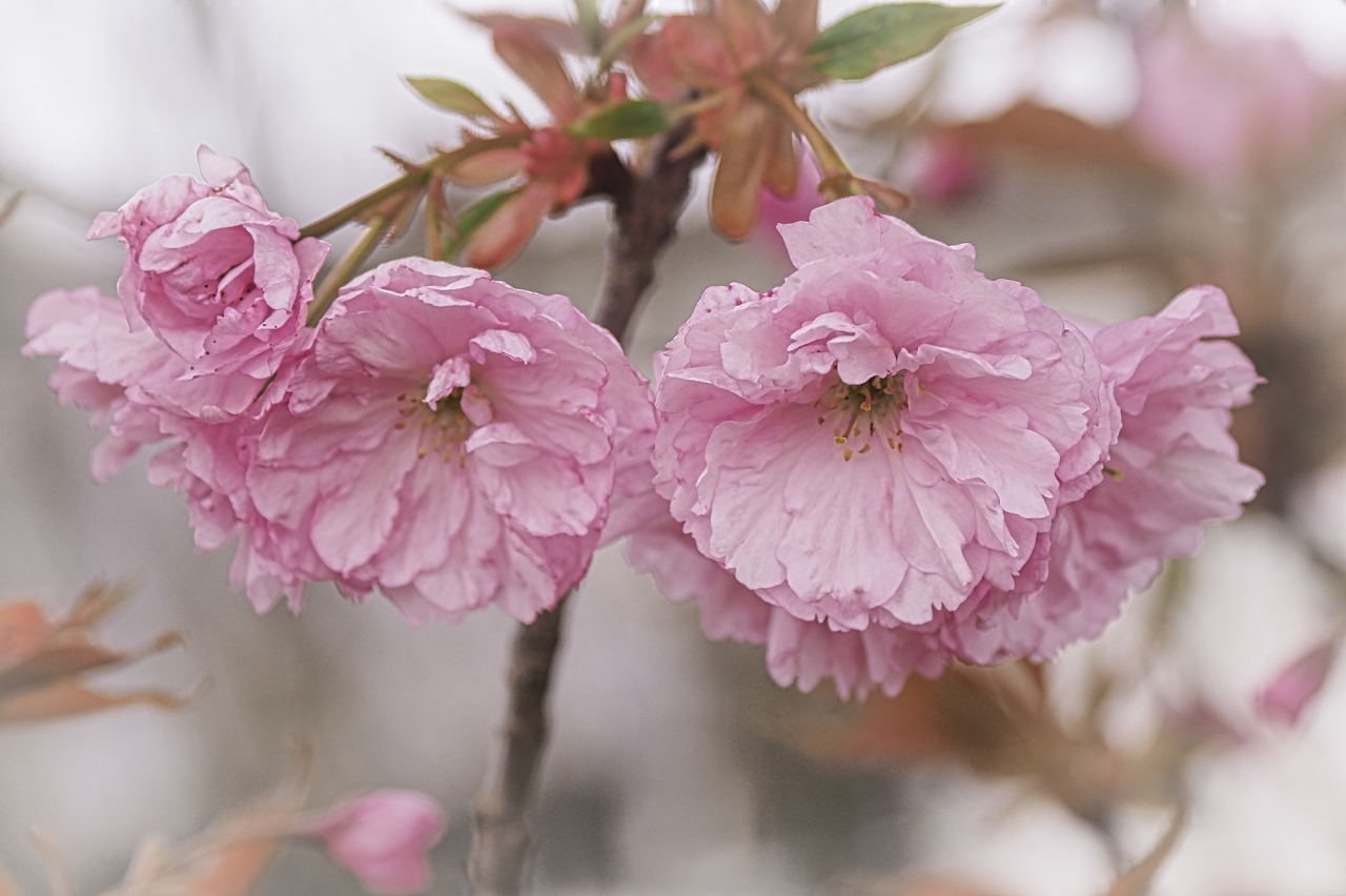 Japanische Kirschblüte