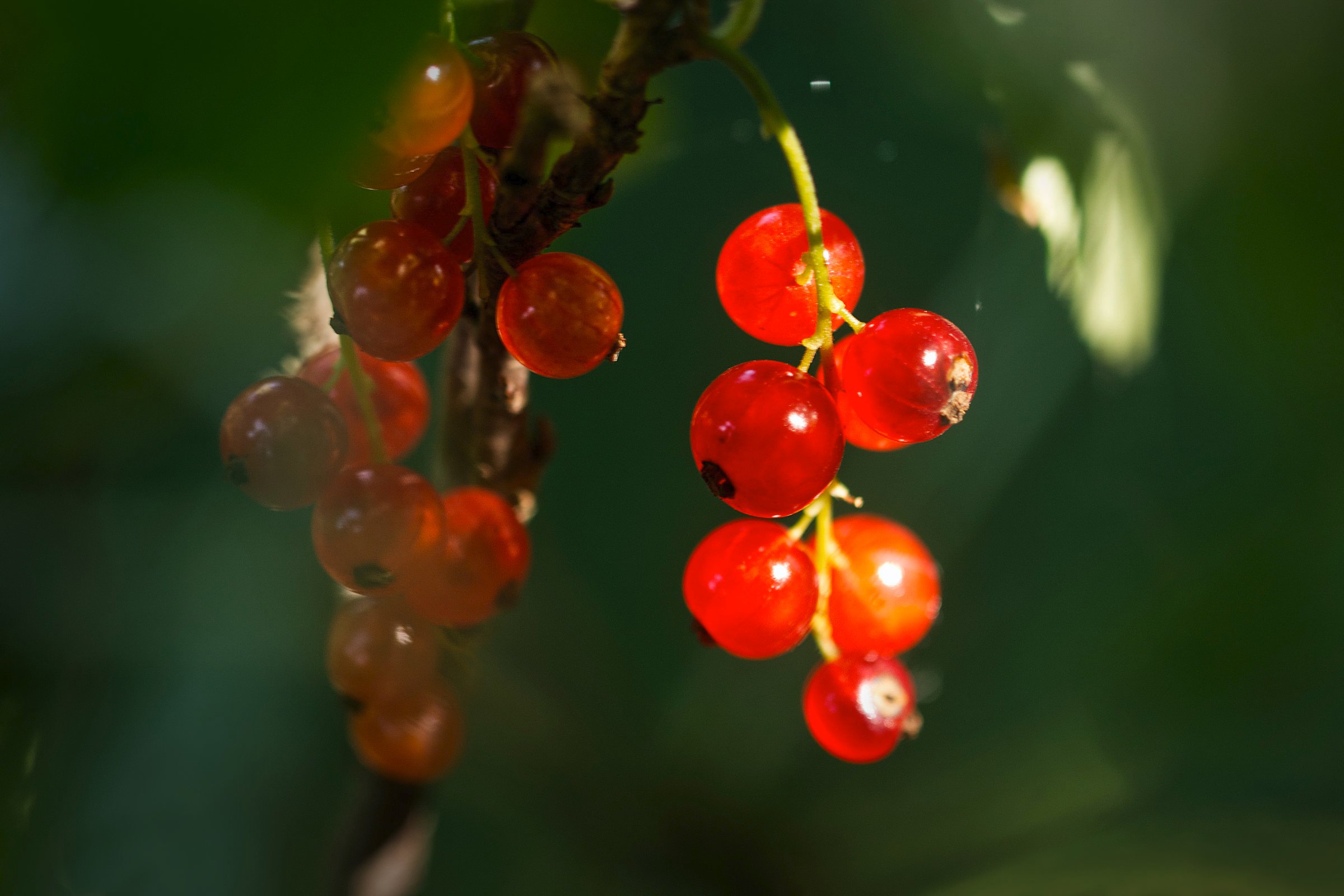Johannisbeeren