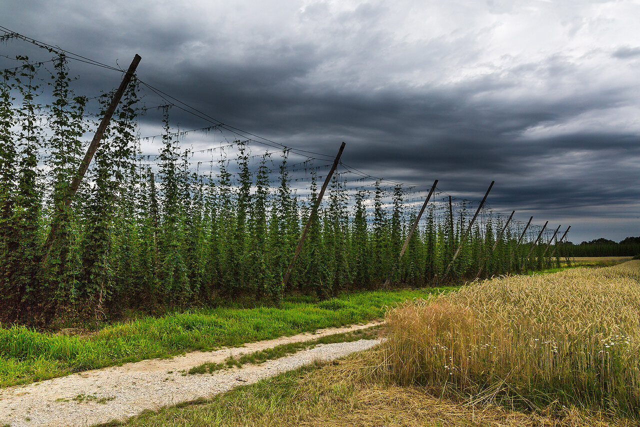 Juli Hopfengarten vor dem Gewitter