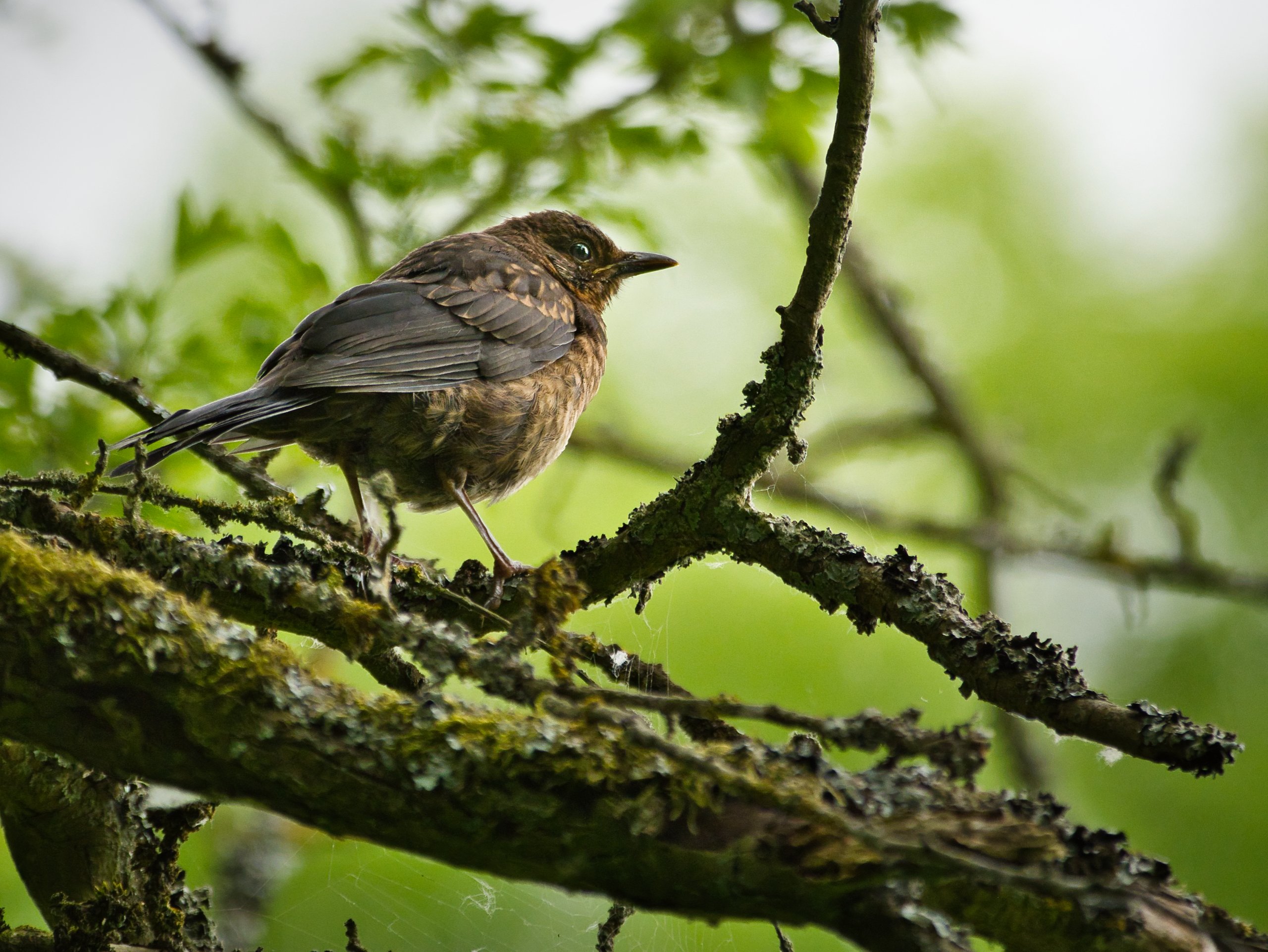 Junge Amsel