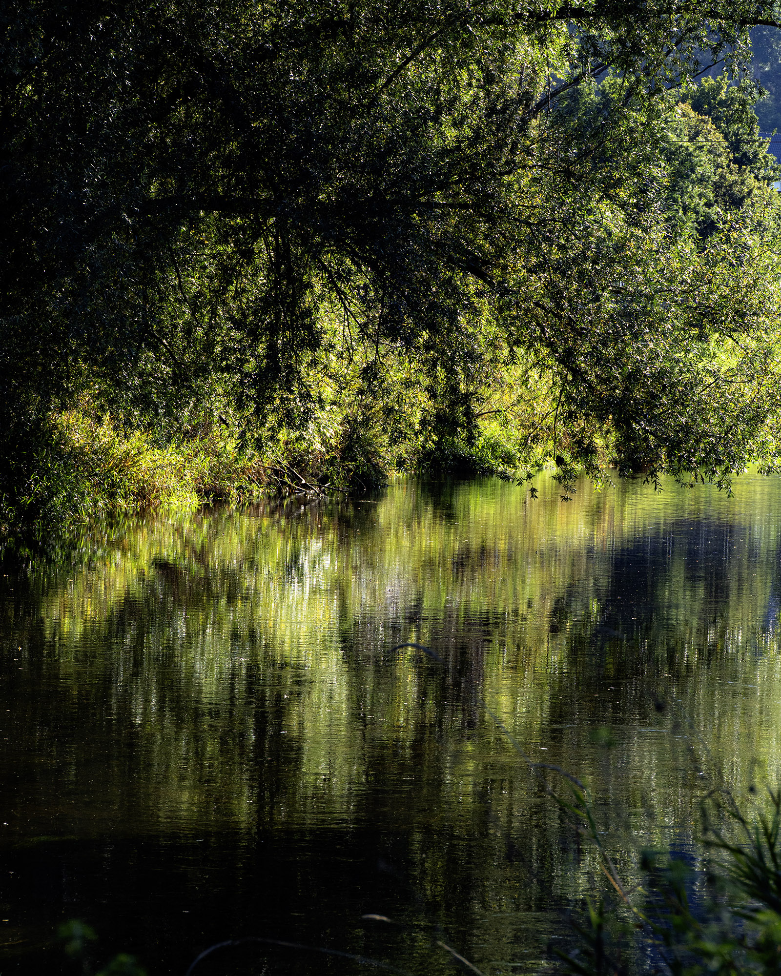 Junge Donau