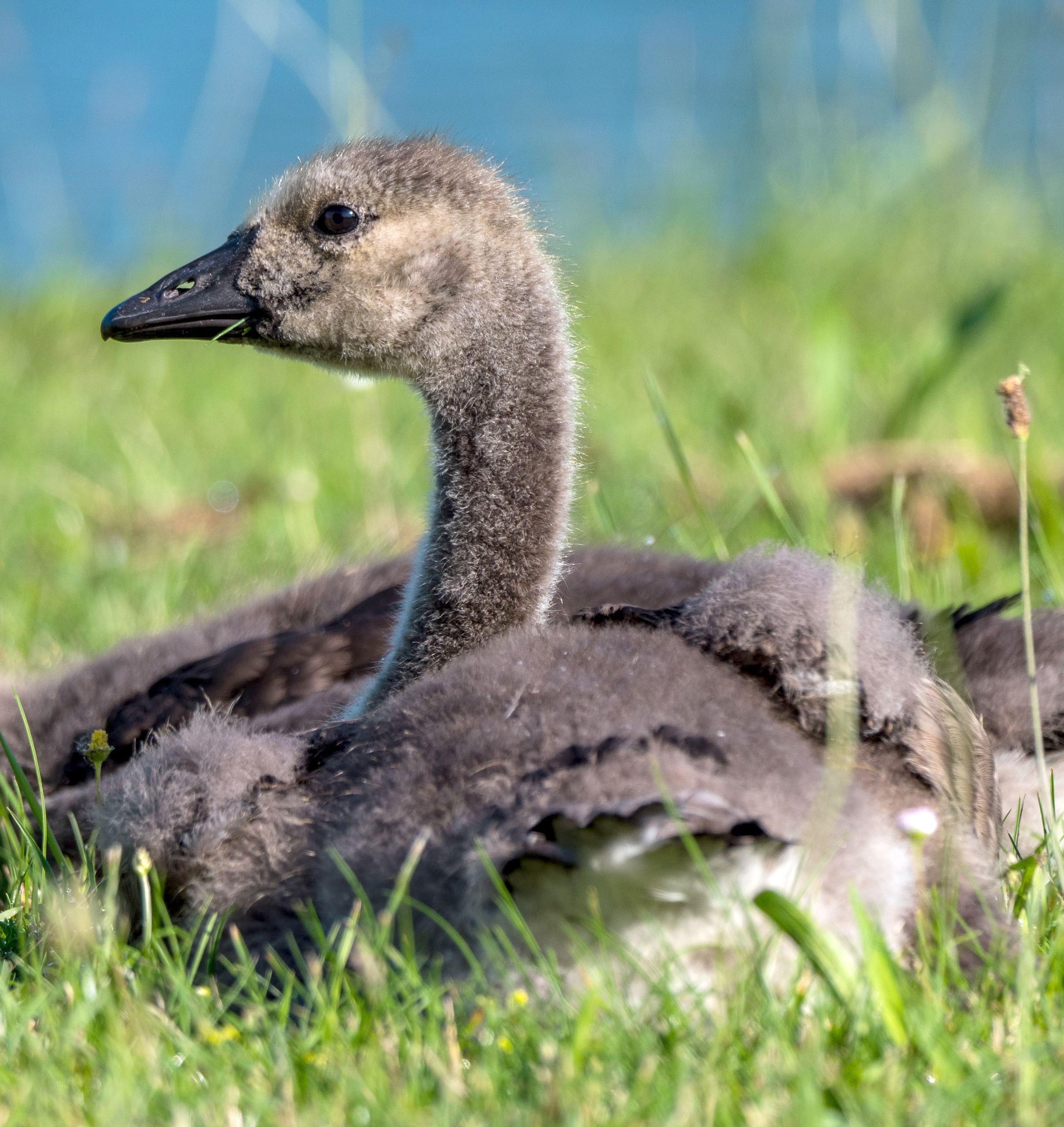 Junge Gans