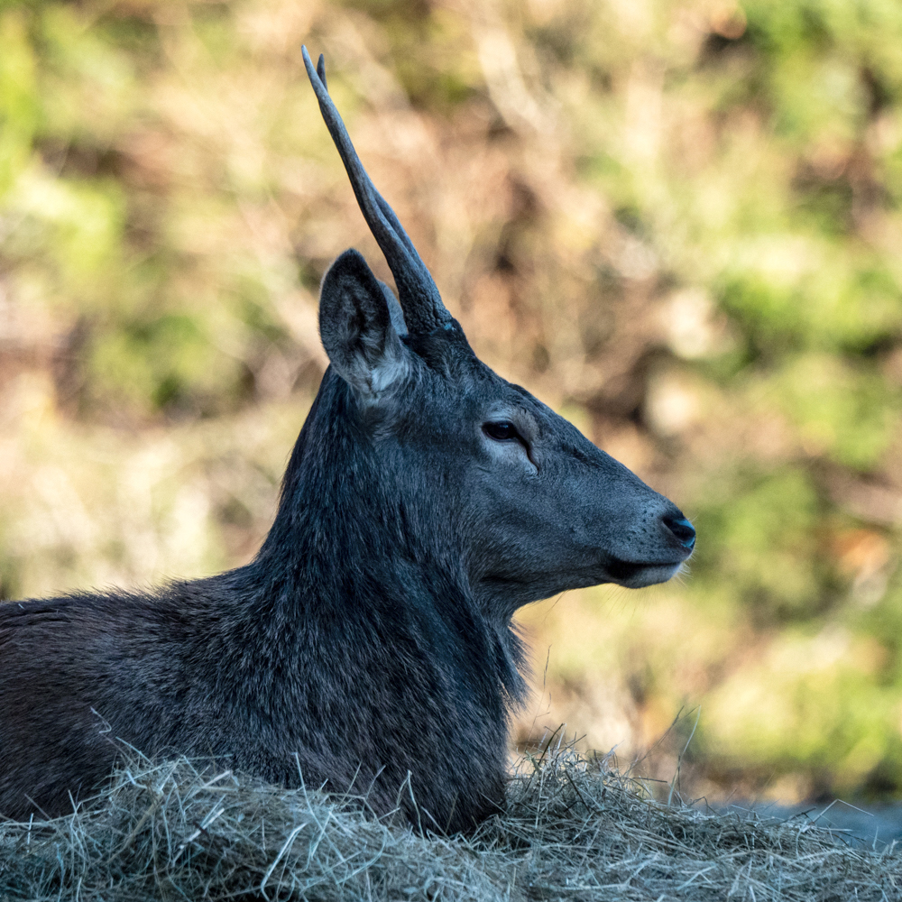 Junger Bock der saß neben dem Platzhirsch.