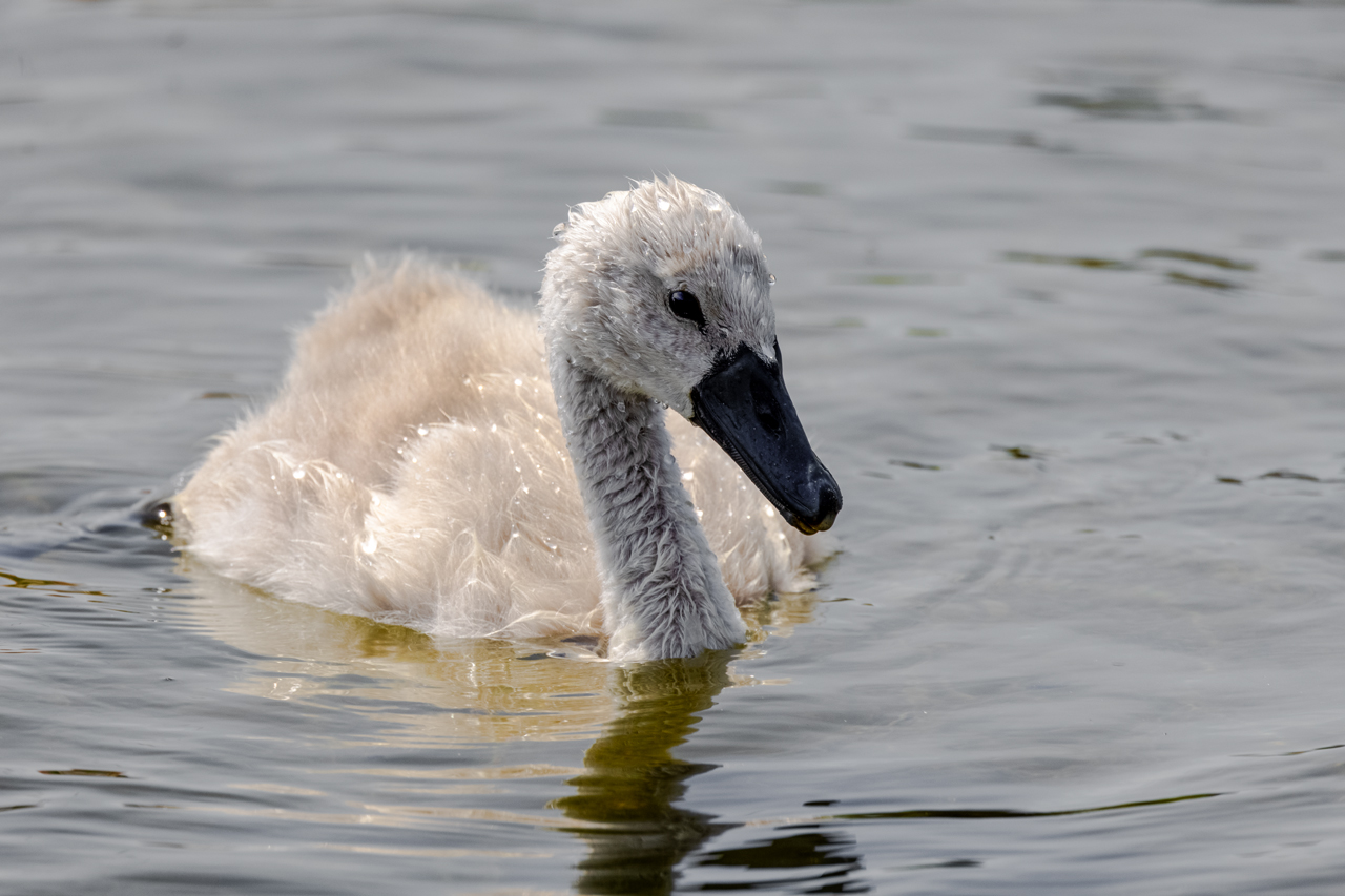 Junger Höckerschwan...