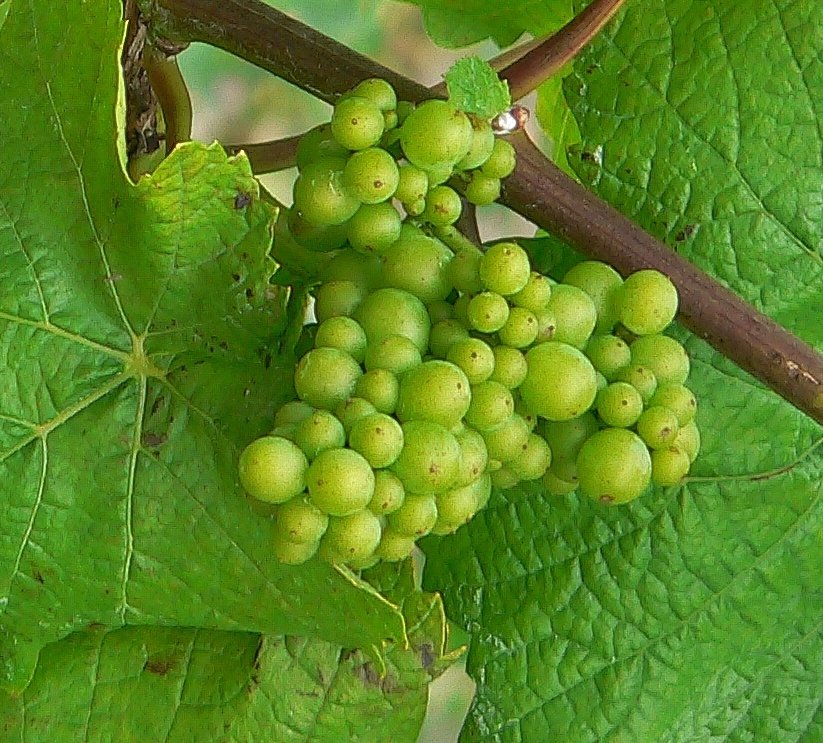 Junger Wein