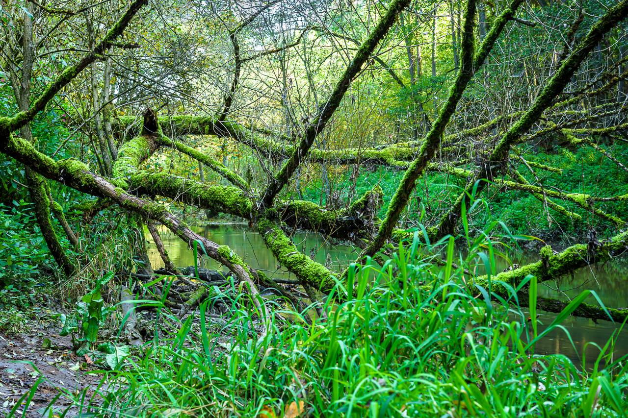 Jungle-Wasser