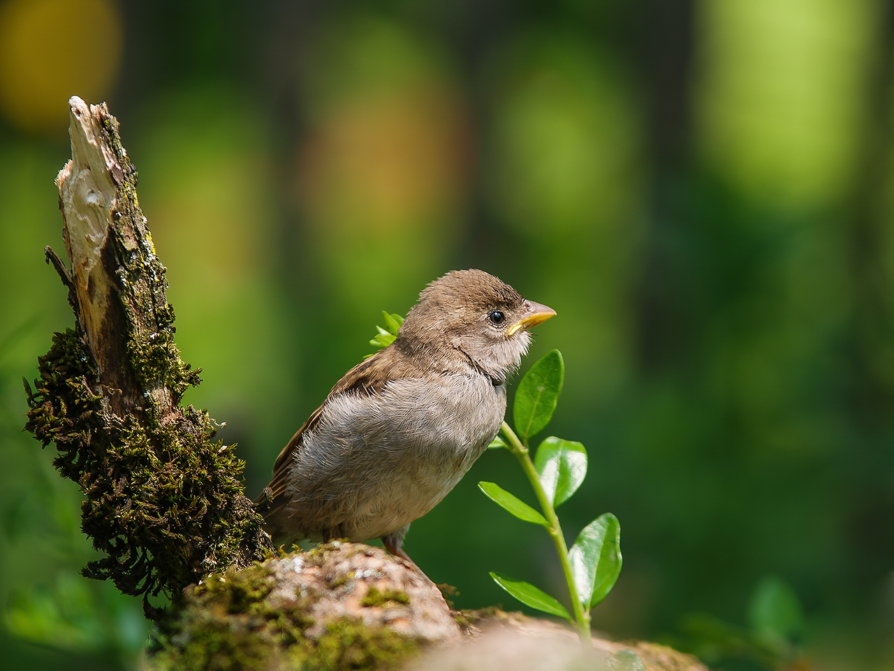 Jungspatz