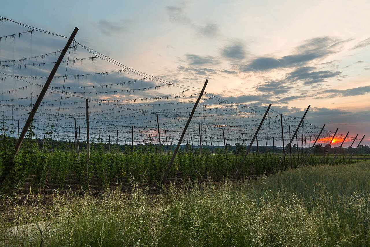 Juni - Hopfengarten mit vielen Wolken ...