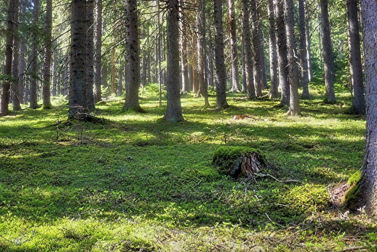 K1600_Moosiger Waldboden.JPG