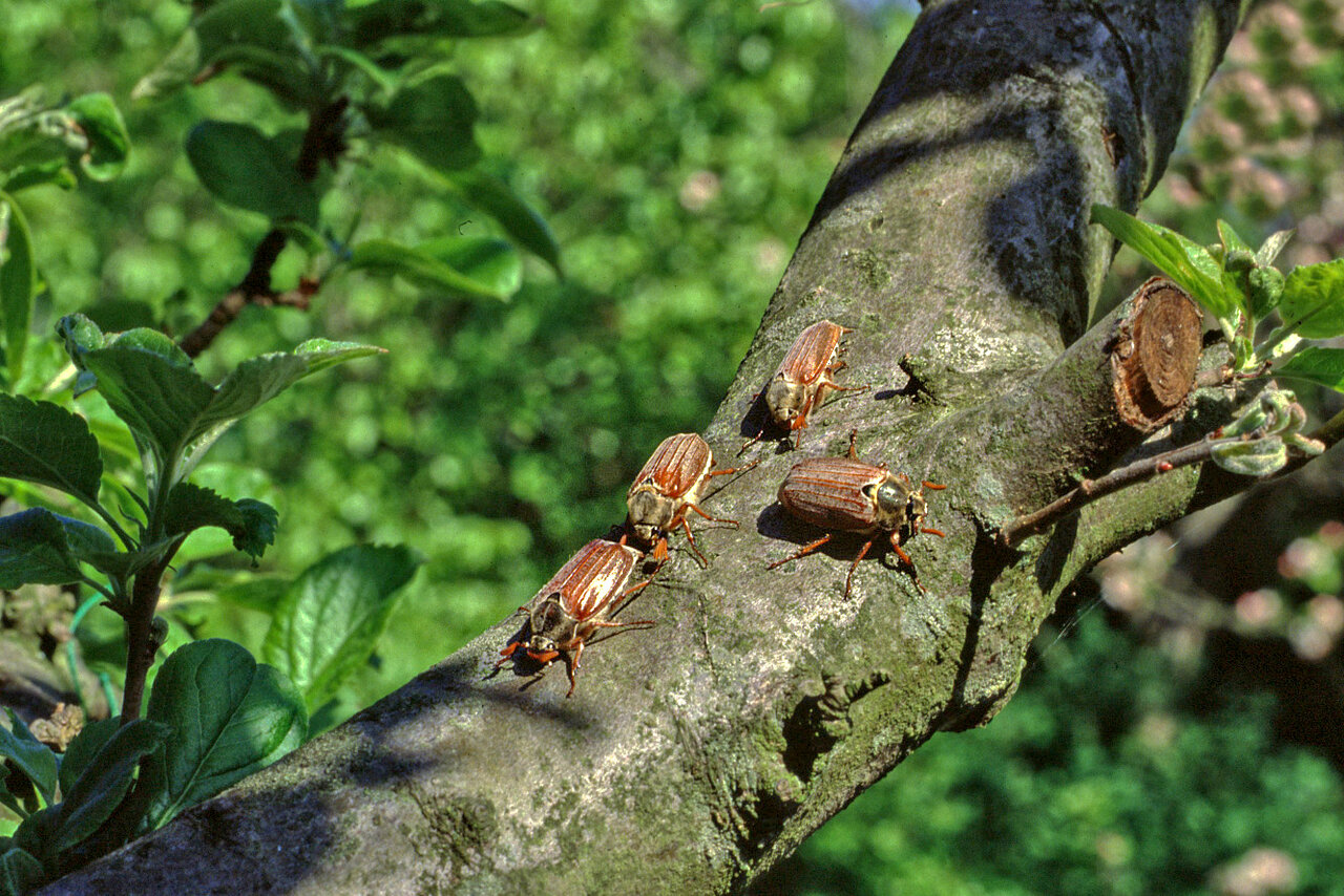 Käfertreffen