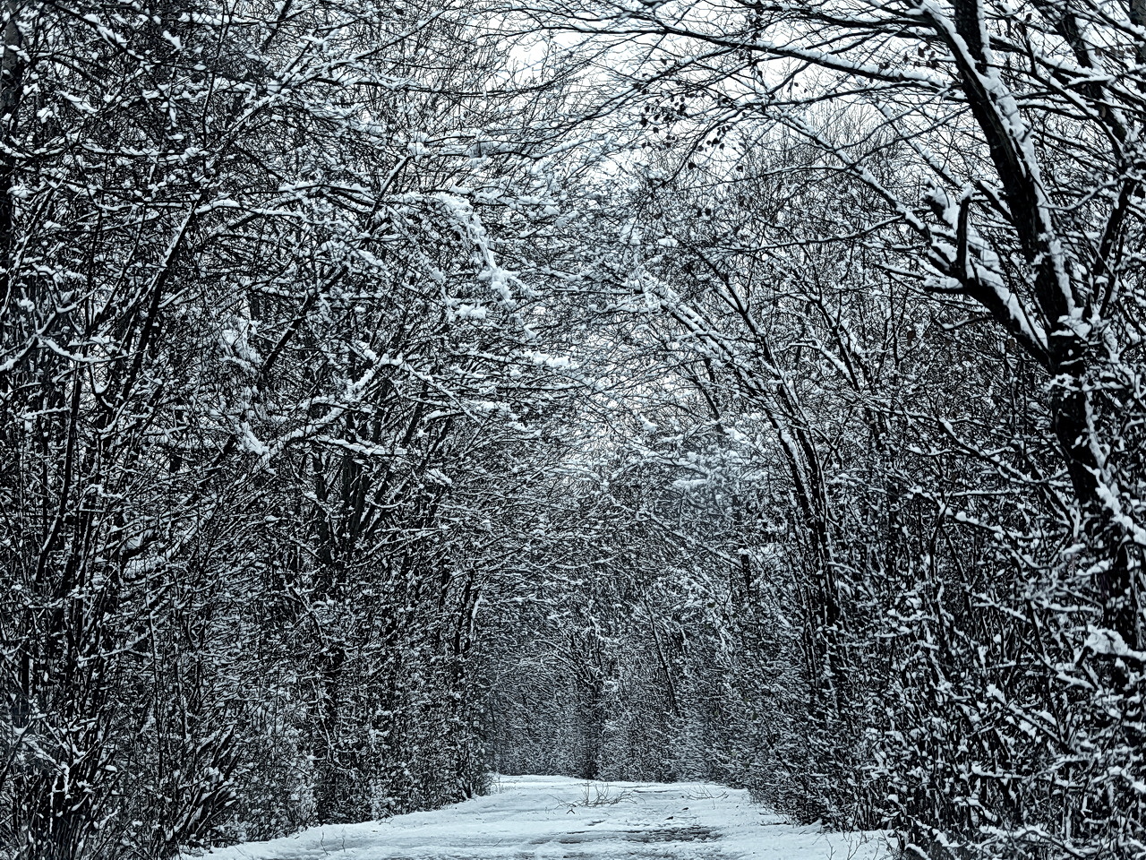 Kahle Bäume im Schnee.