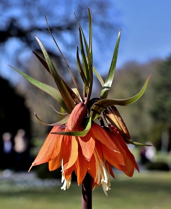 Kaiserkrone