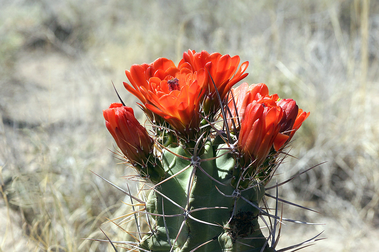 Kaktusblüte