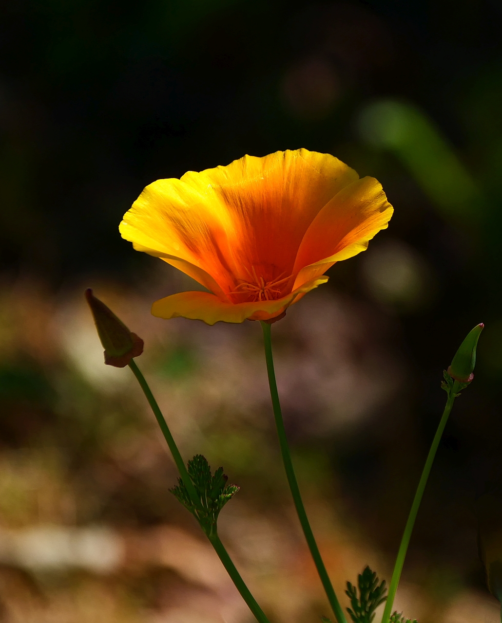 Kalifornischer Mohn