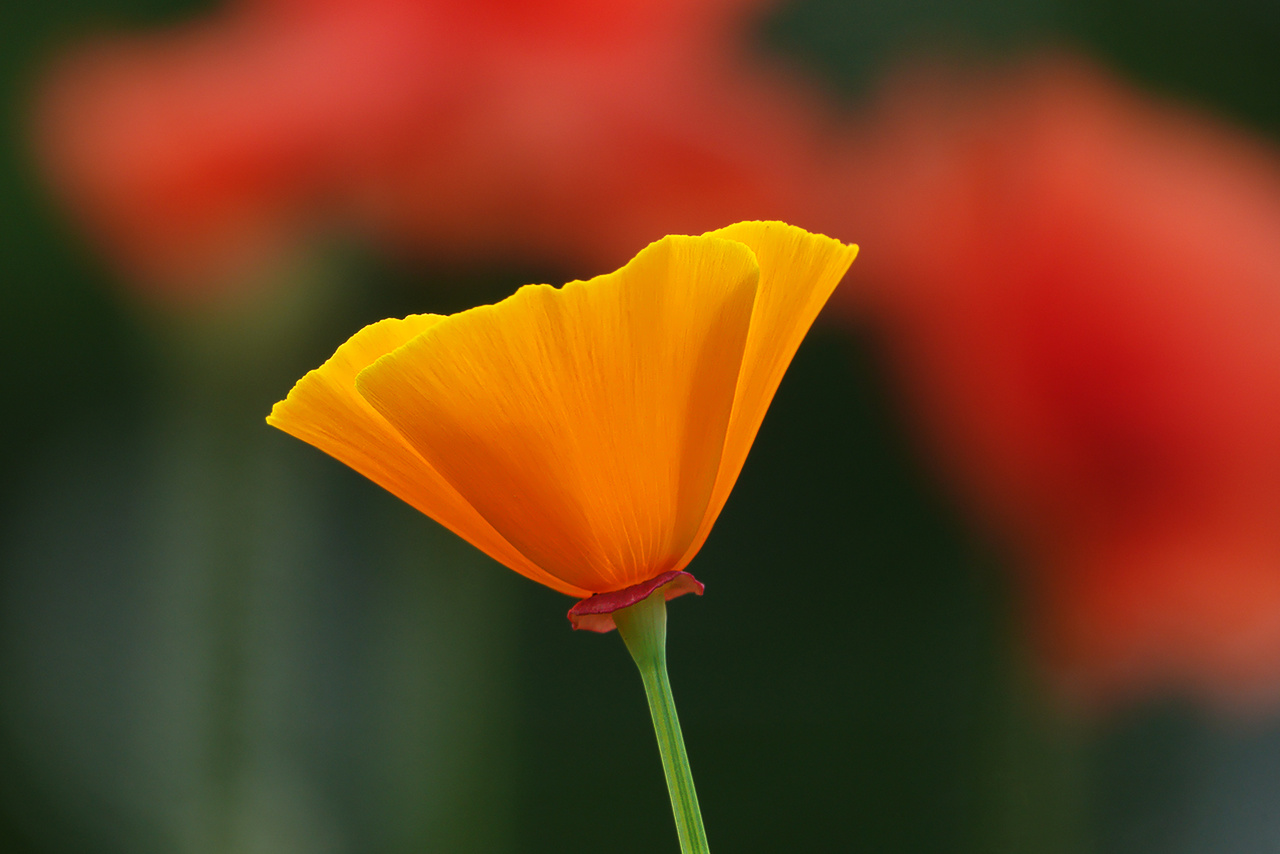 Kalifornischer Mohn