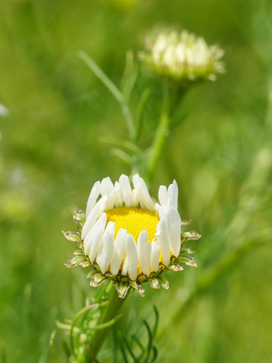 Kamillenblüte