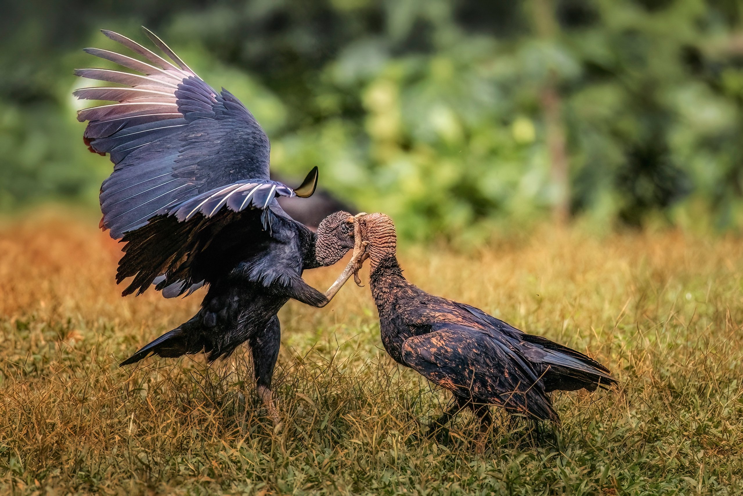 Kampf der Rabengeier (meine Version)