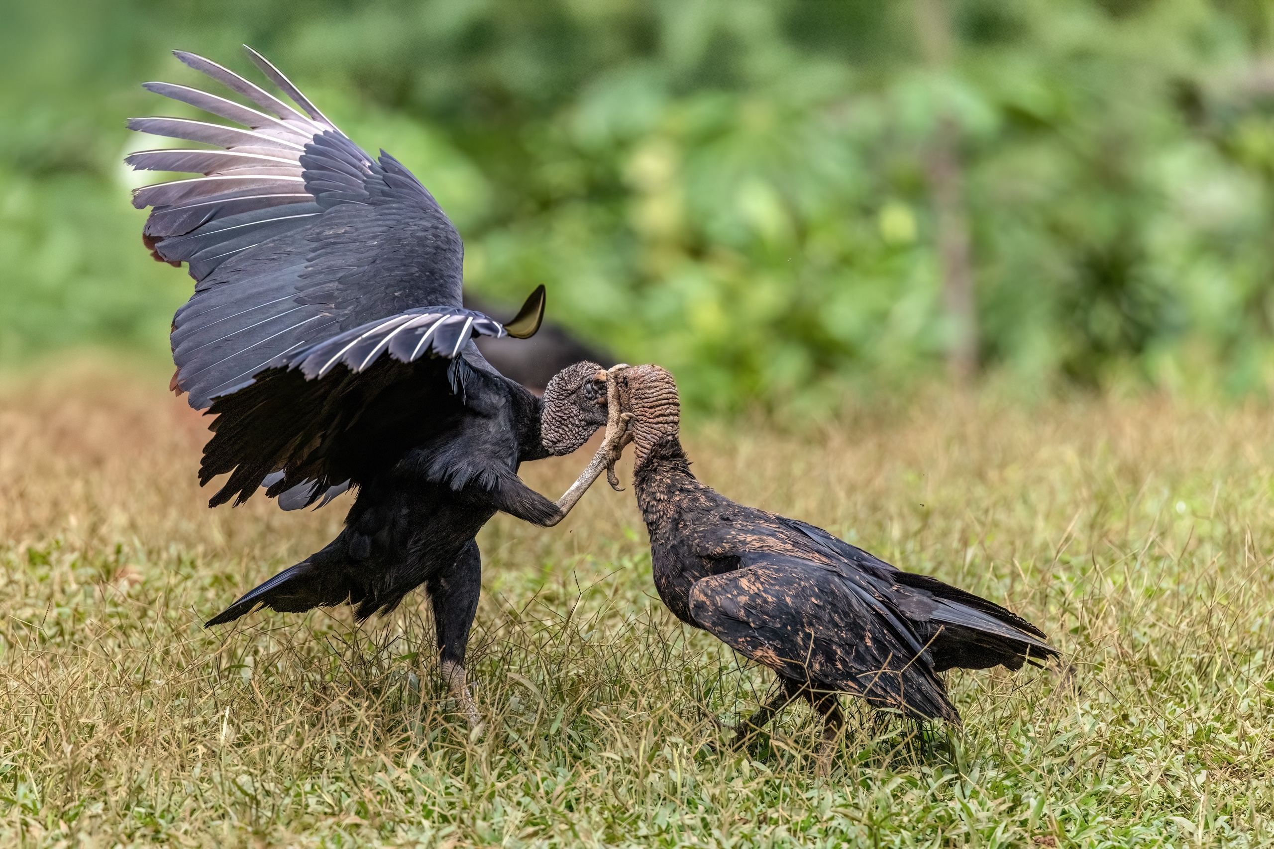 Kampf der Rabengeier