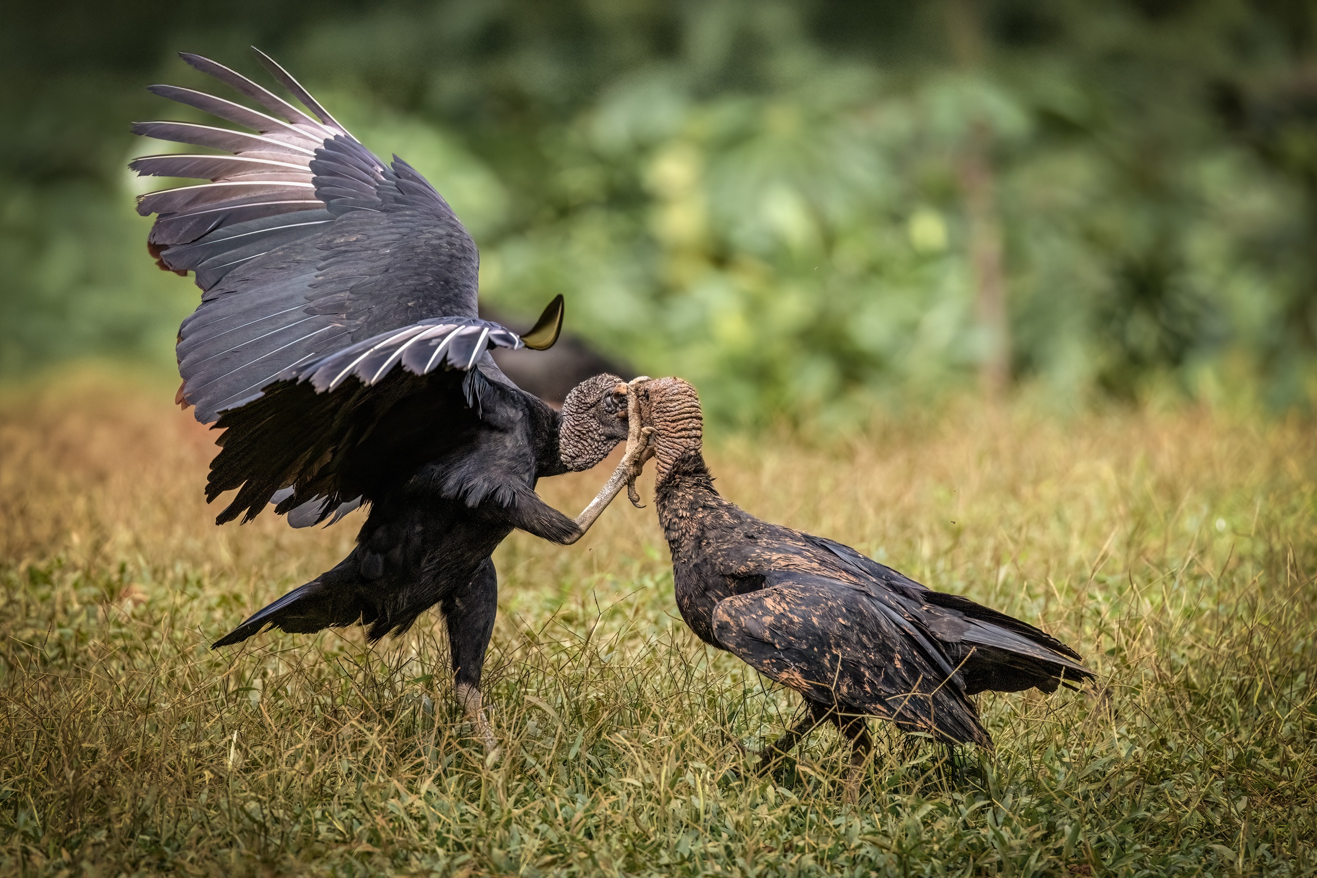 Kampf der Ragengeier überarbeitet