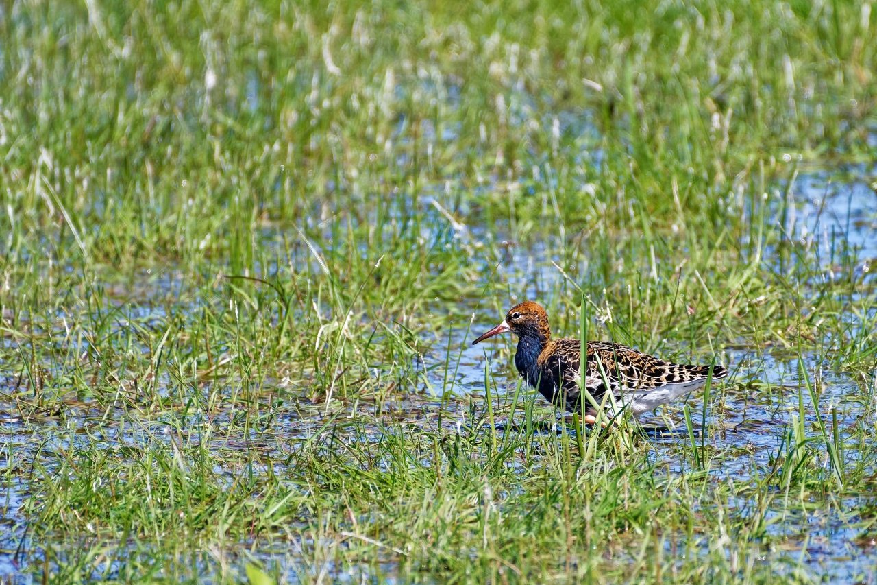 Kampfläufer   (Ein Tag im Ochsenmoor)