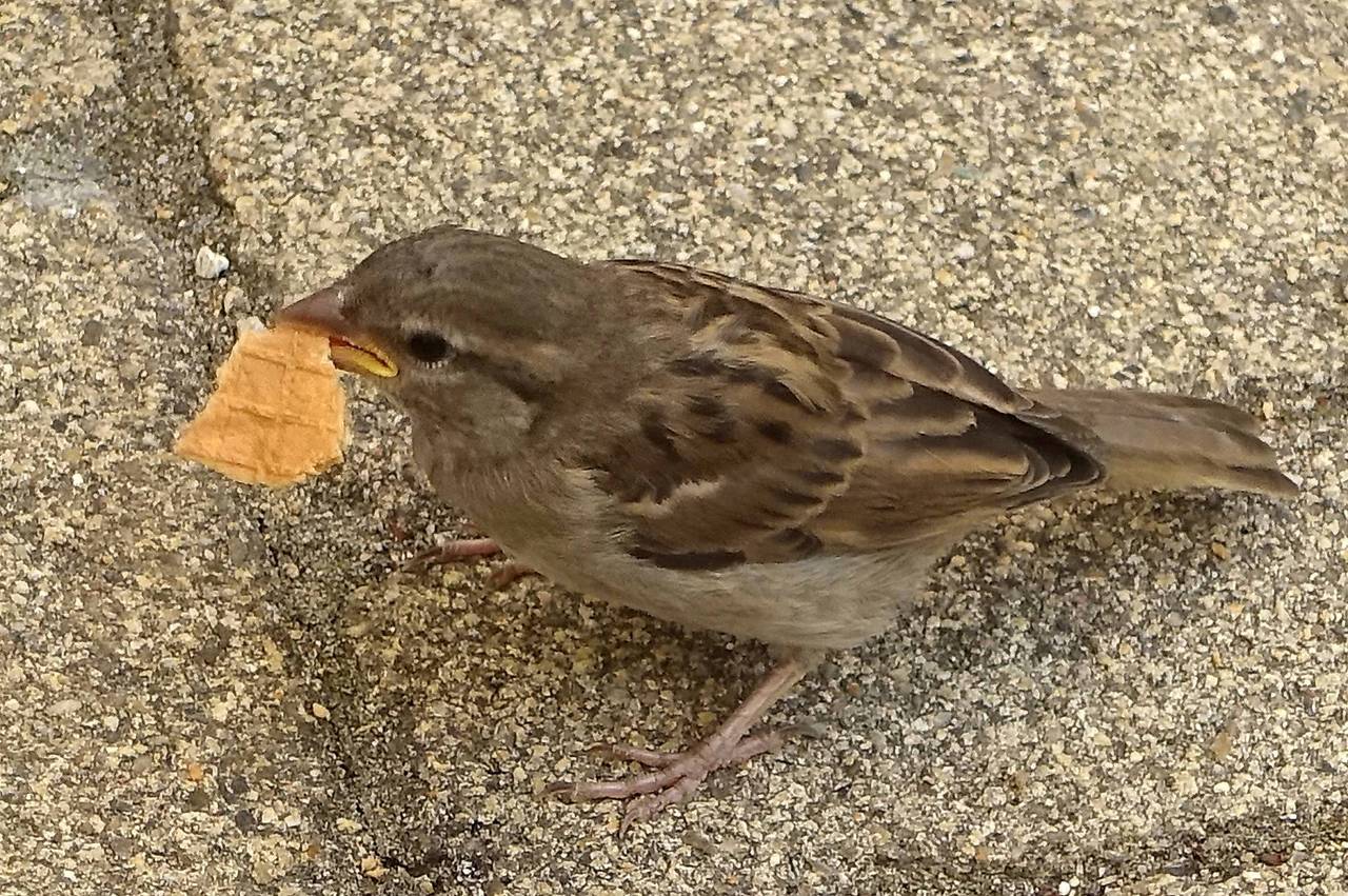 Kann man Essen!