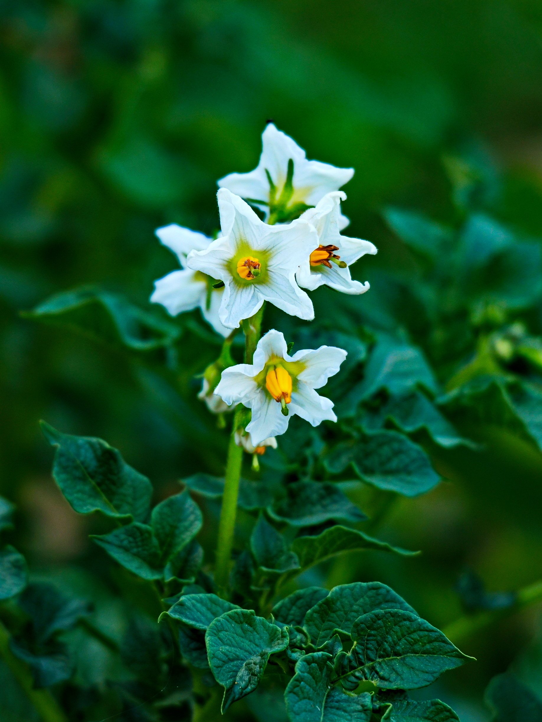 Kartoffelblüte.