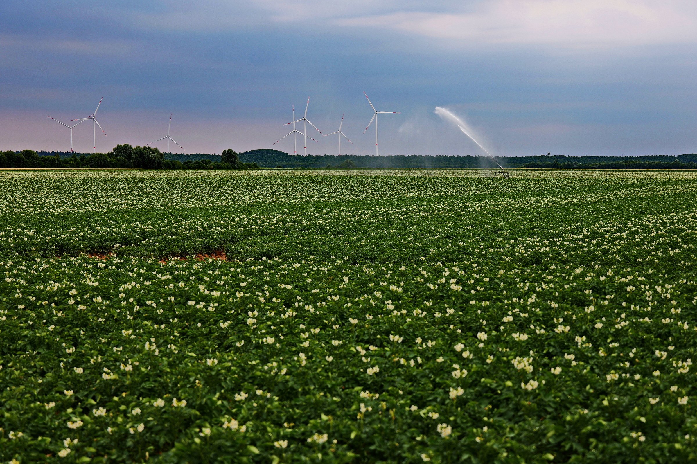 Kartoffelfeld in Blüte.