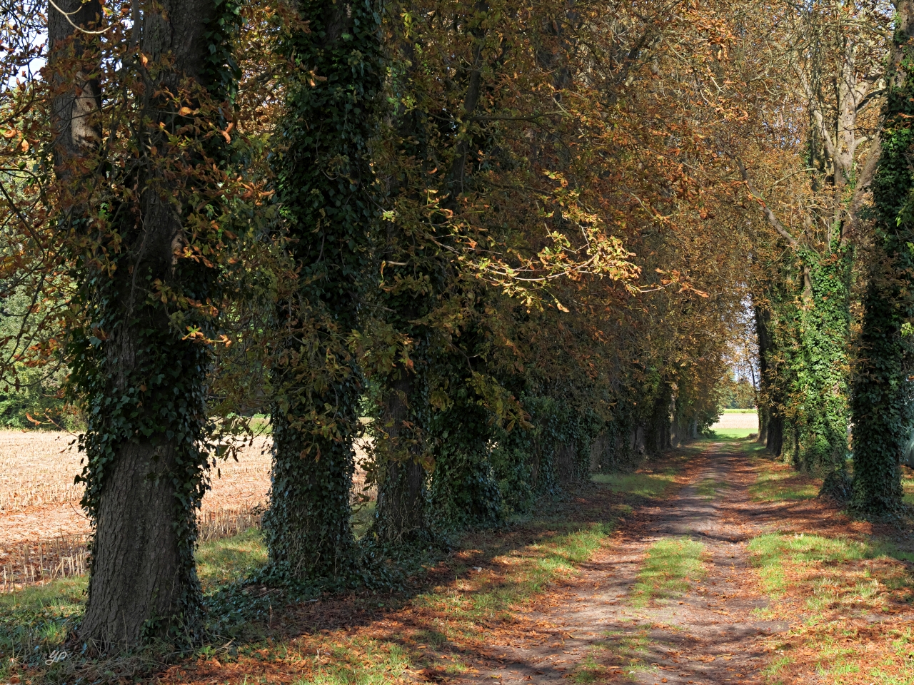 Kastanienallee