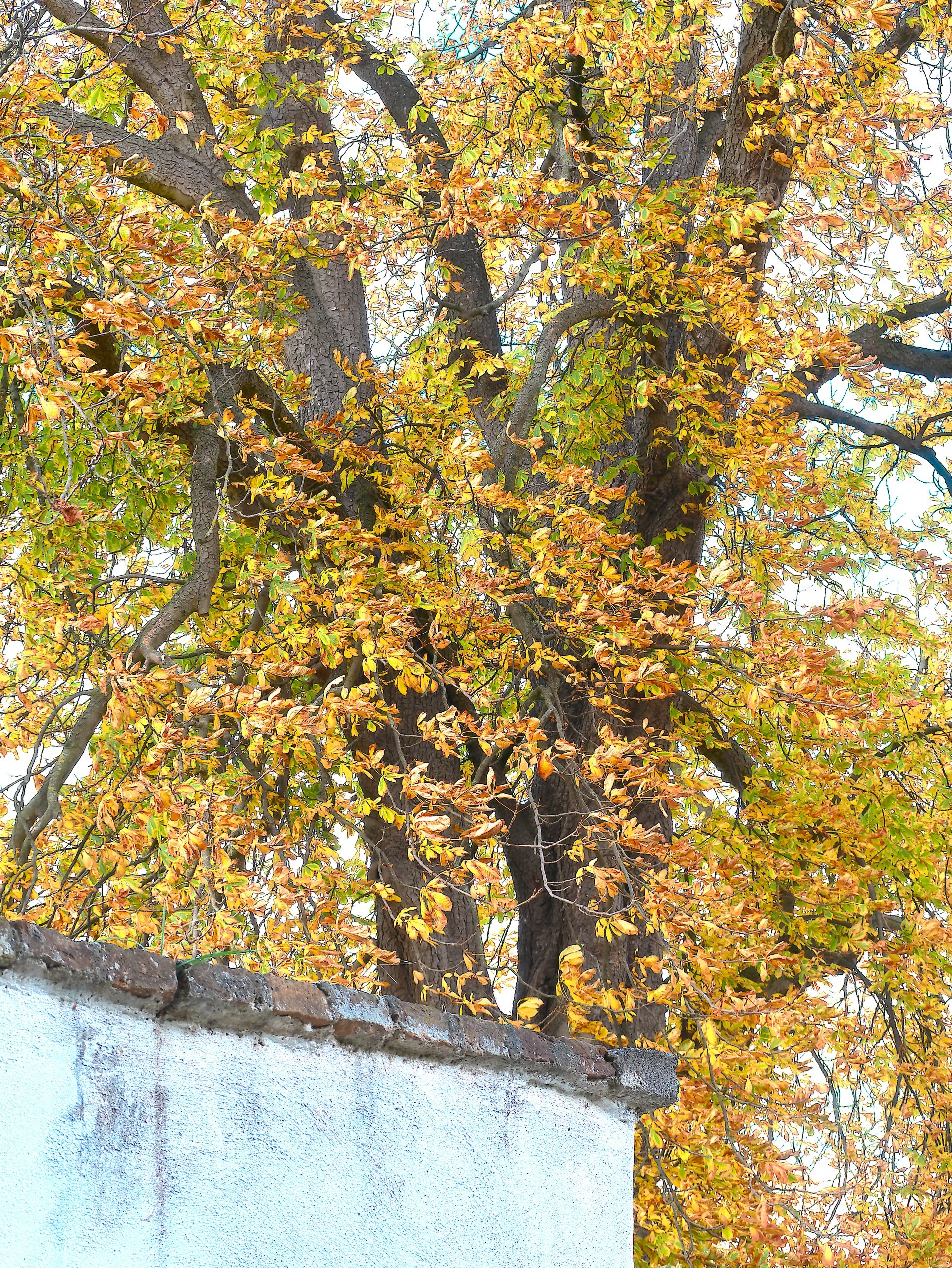 Kastanienbaum