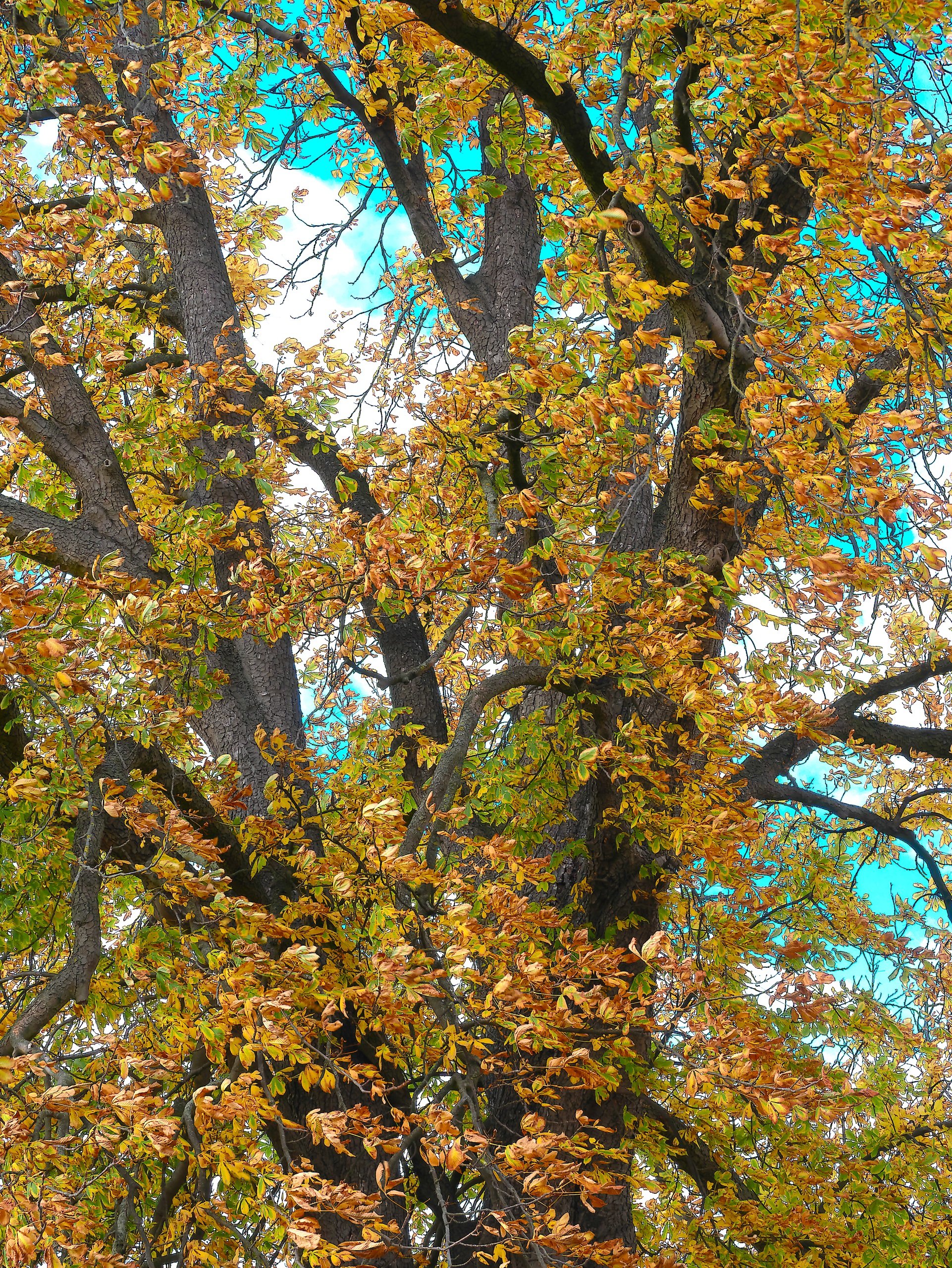 Kastanienbaum