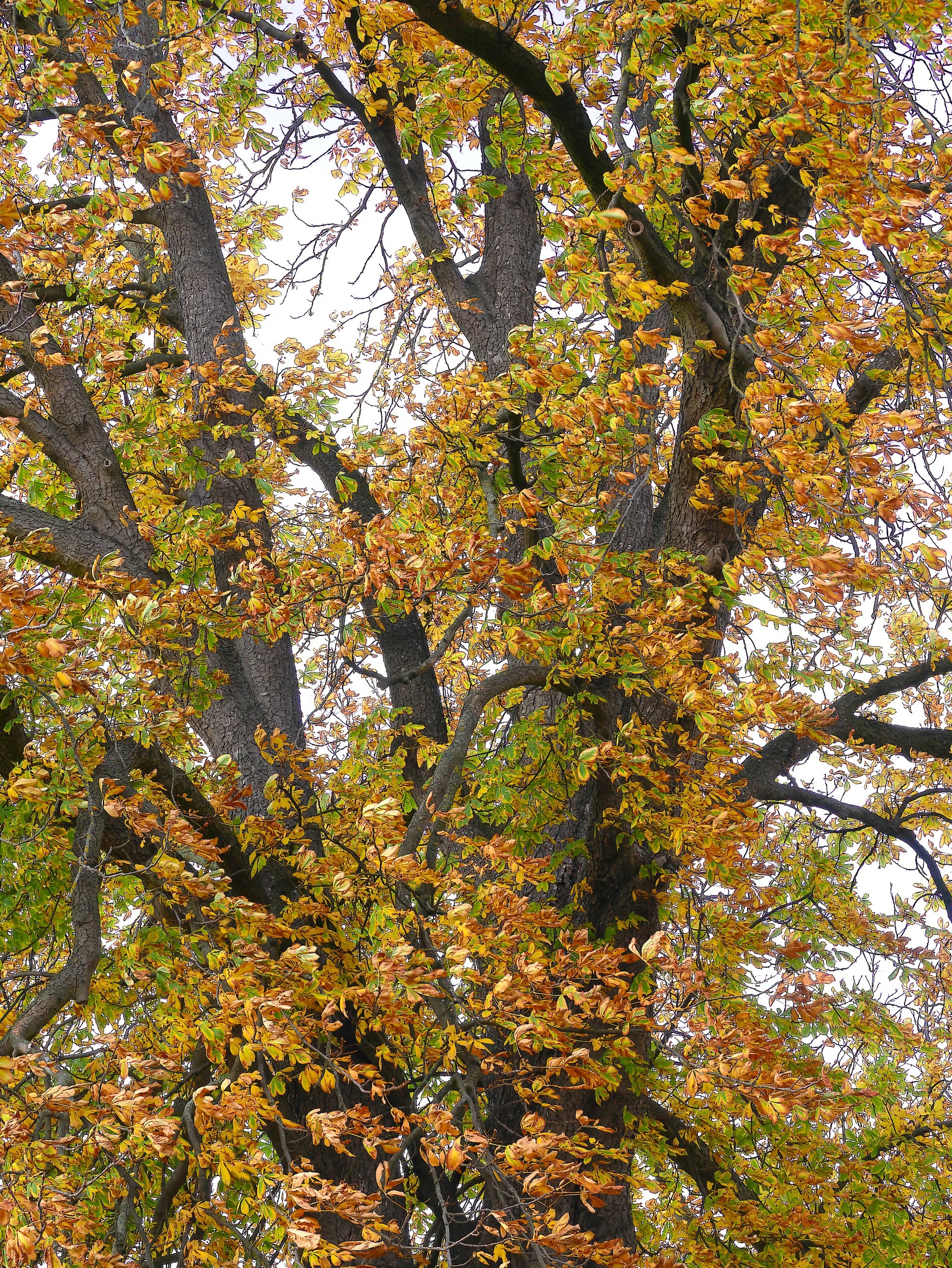 Kastanienbaum