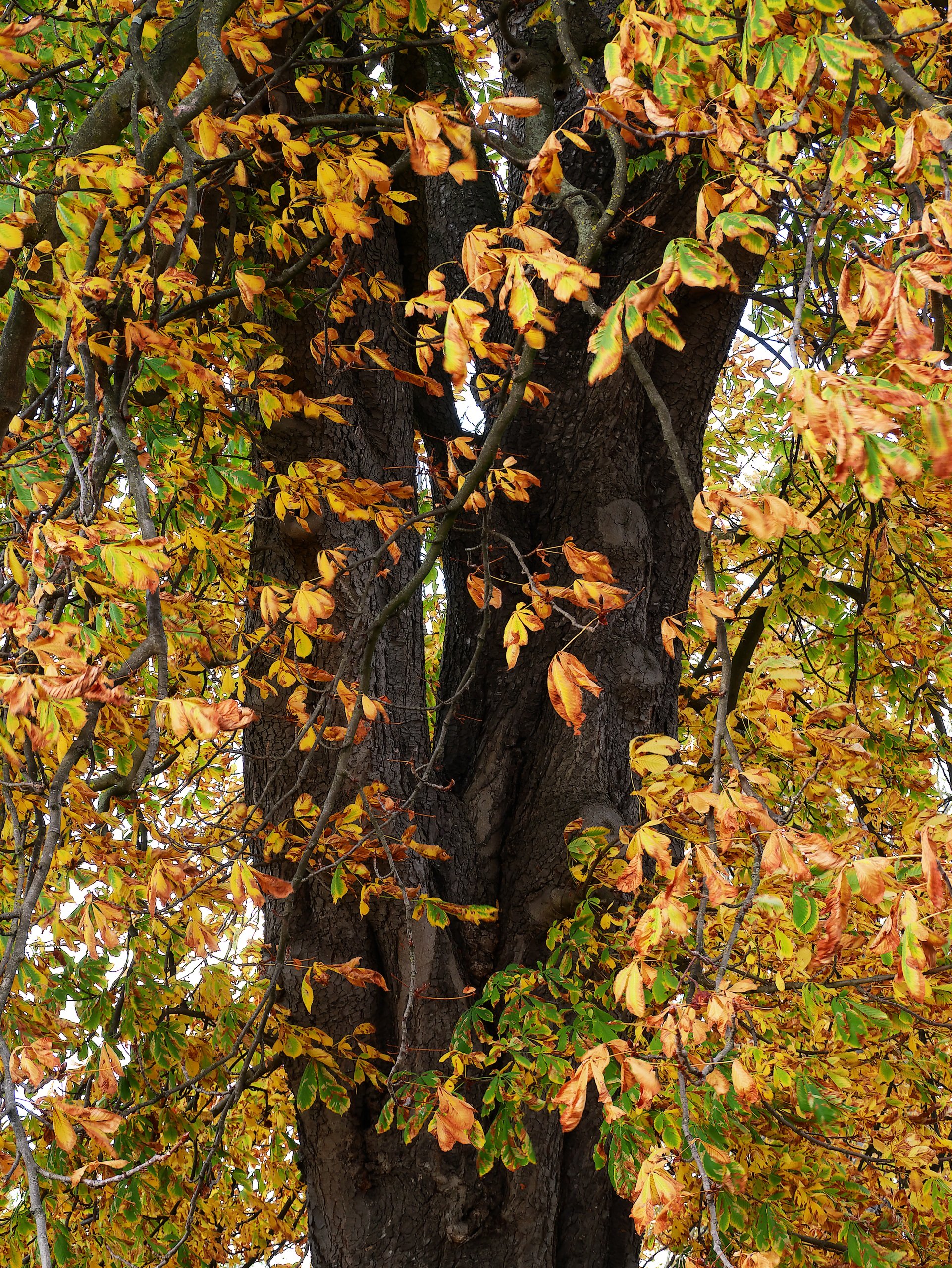 Kastanienbaum