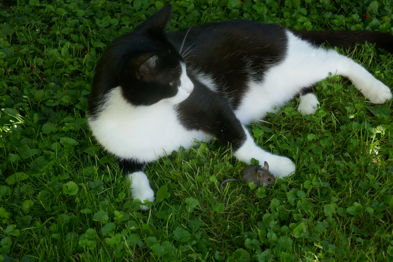Katz und Maus.jpg