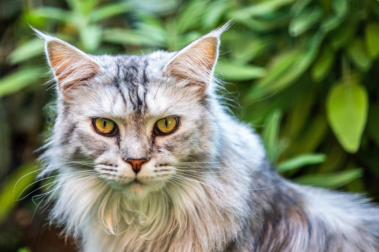 Katze der Nachbarin Vol. 2
