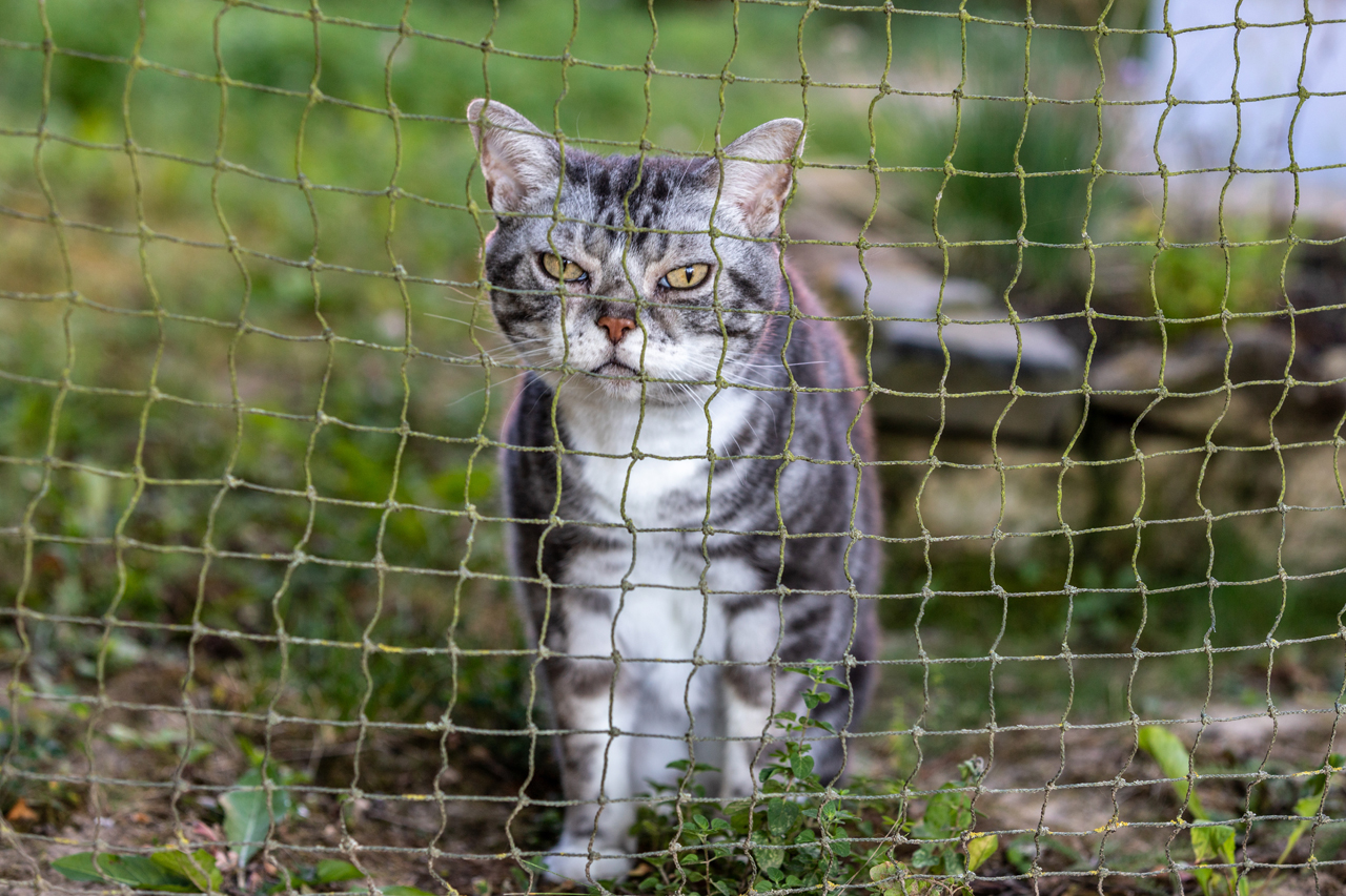 Katzen der Nachbarin, schlecht gelaunt ;-)