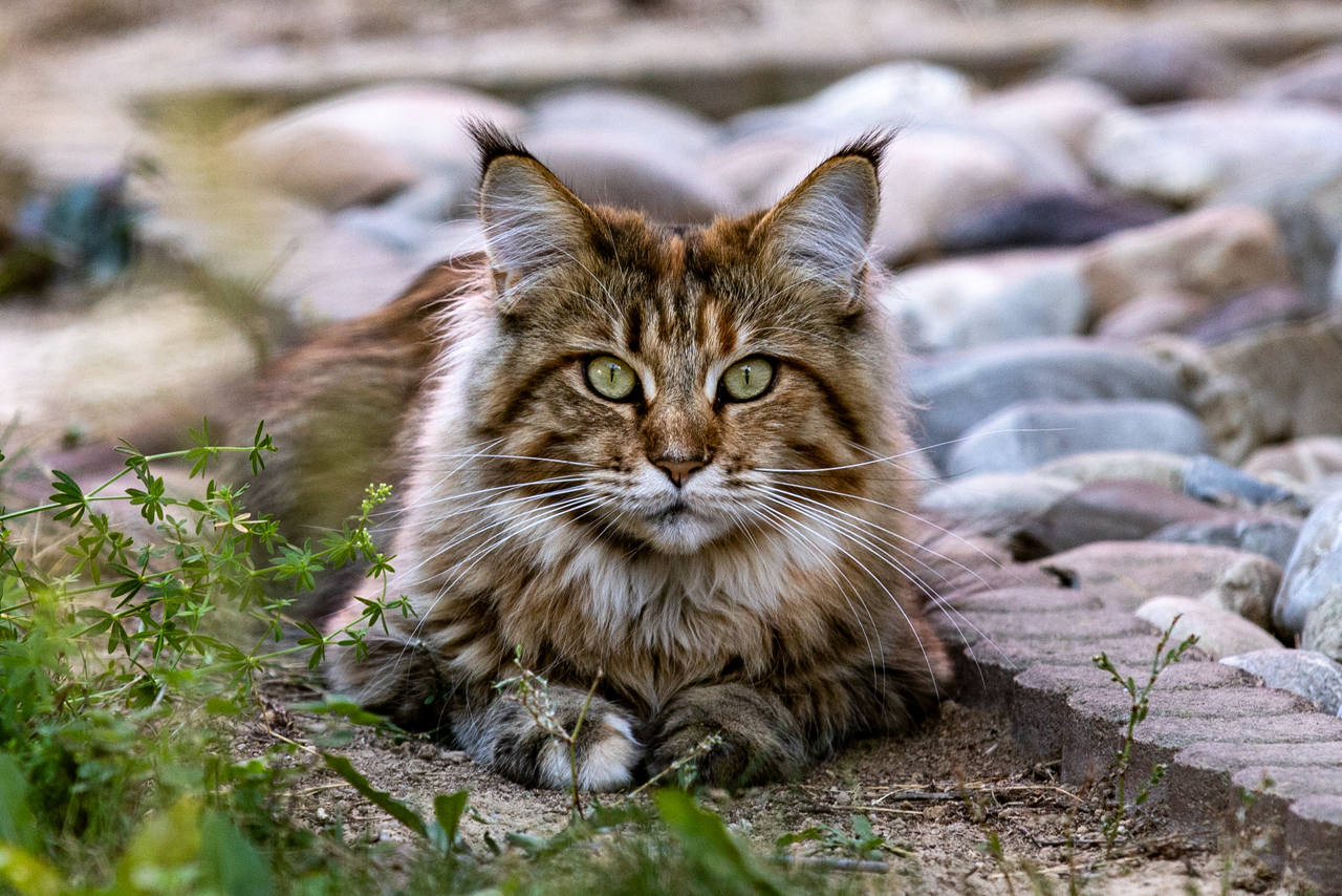 Katzen der Nachbarin