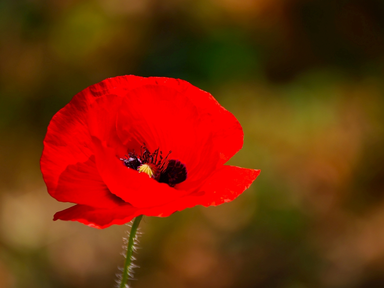 Kein Sommer ohne Mohn