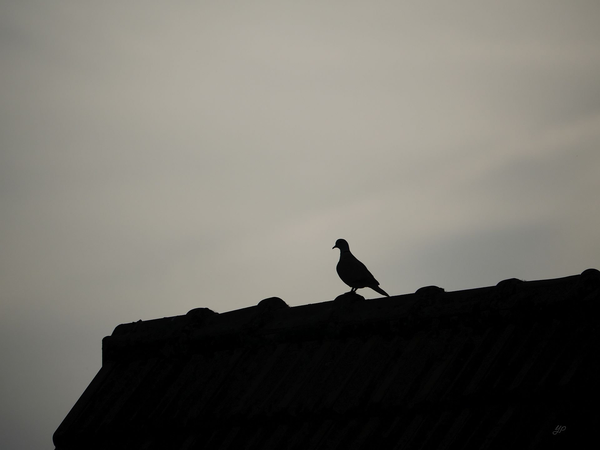 Kein Spatz in der Hand