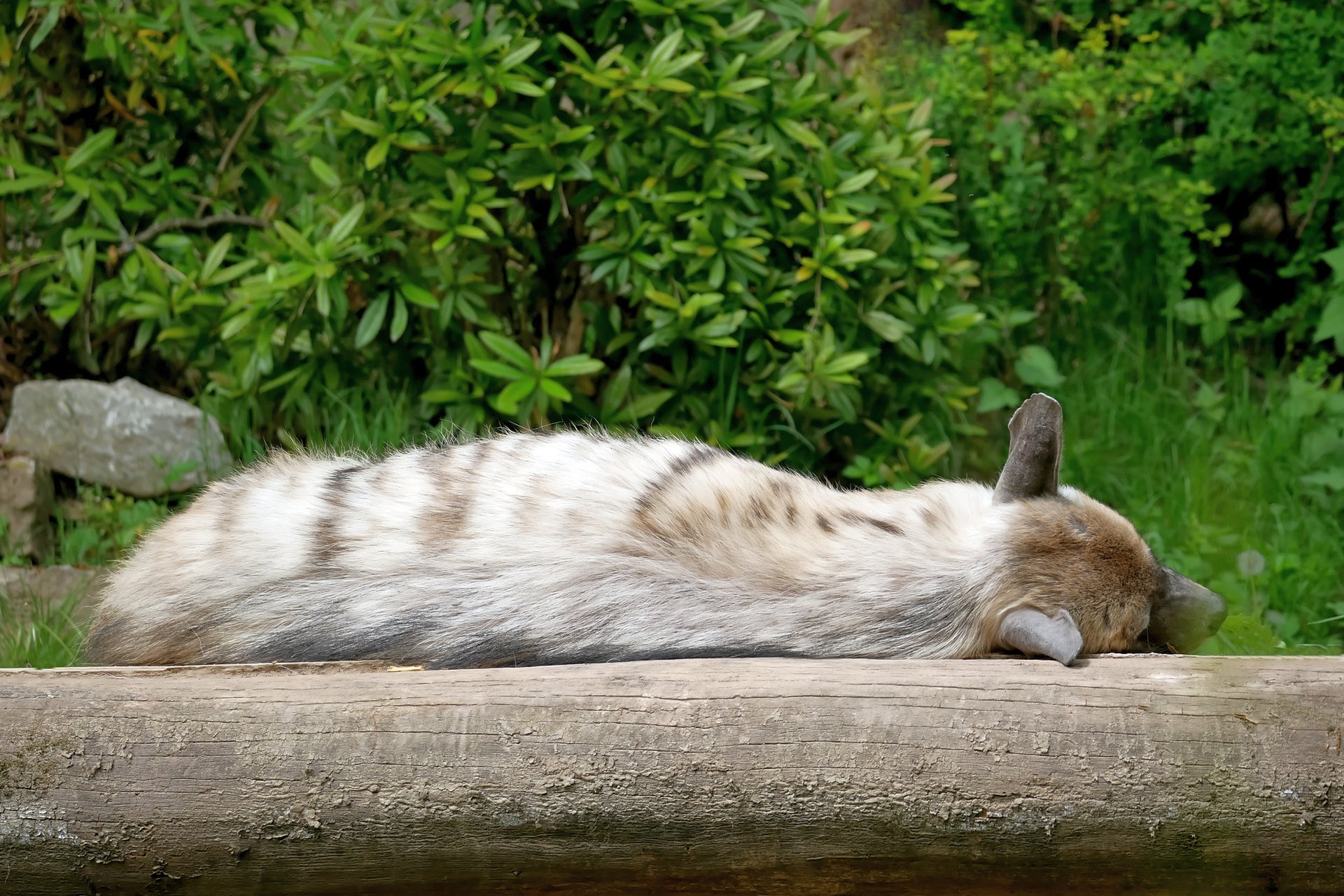 Keine Lust