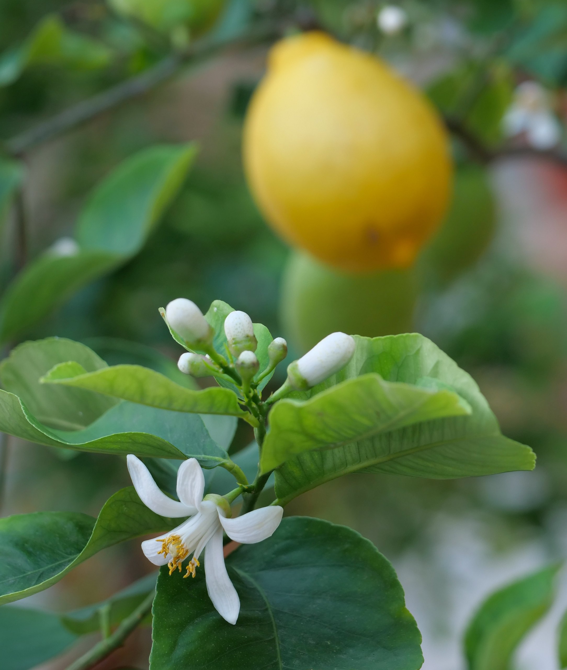 "Kennst du das Land, wo die Zitronen blühn, ..."