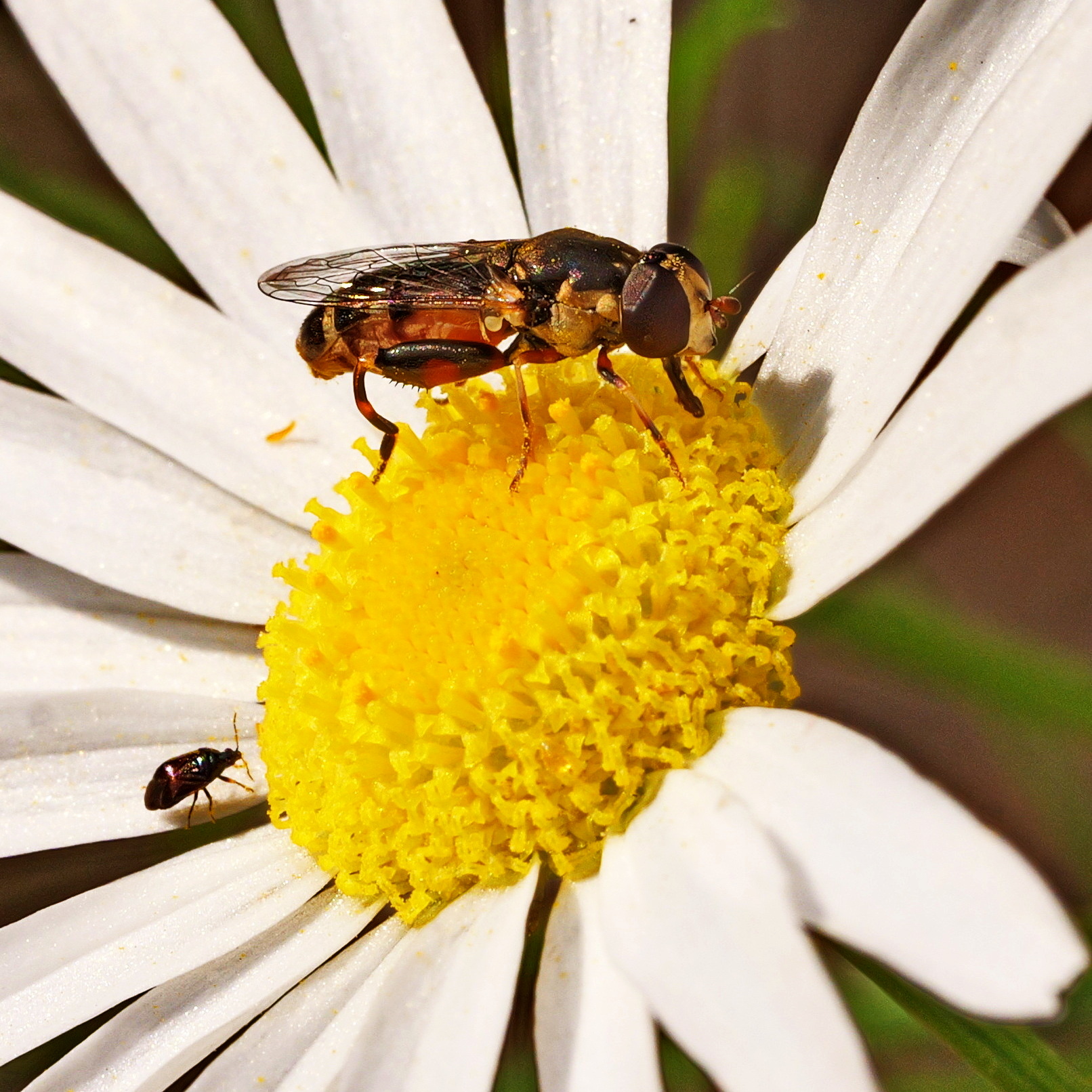 Keulenschwebfliege und Mikrowanze.
