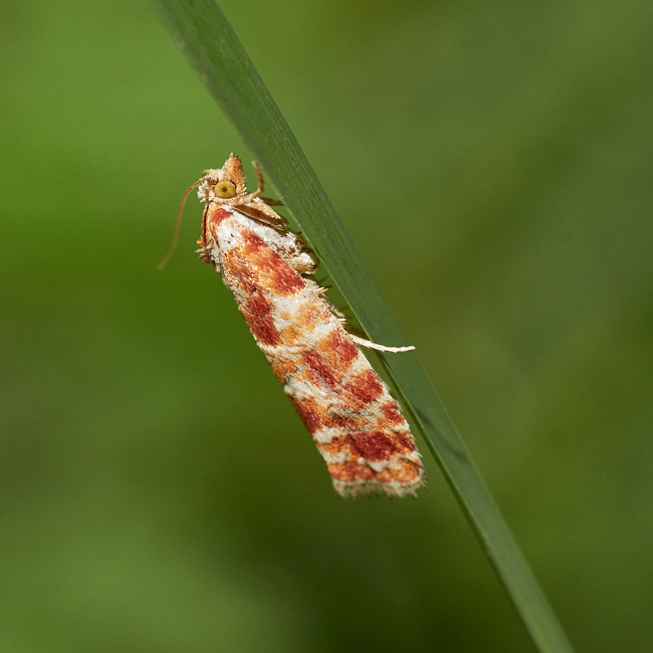 Kiefern Knospentriebwickler