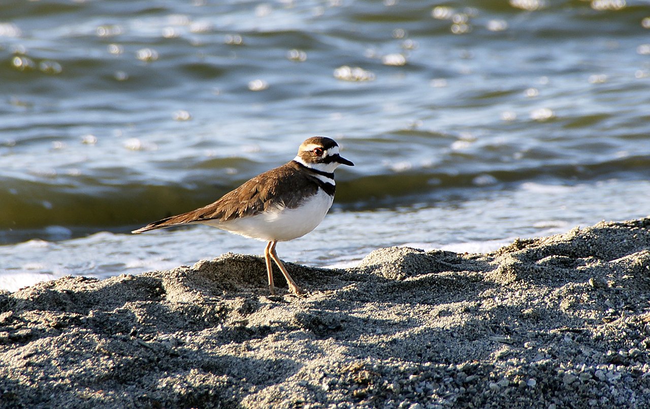Killdeer