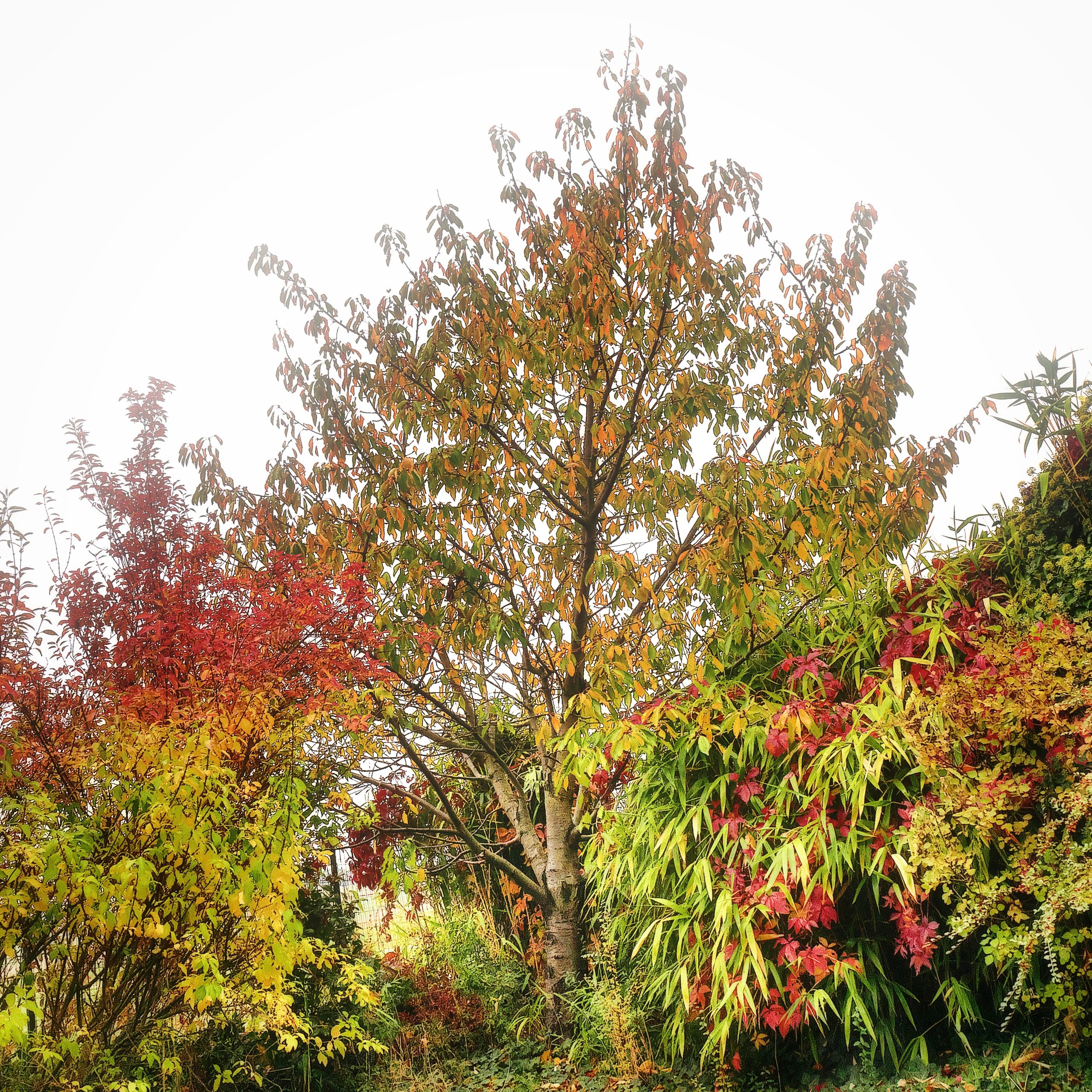 Kirschbaum im Herbstkleid