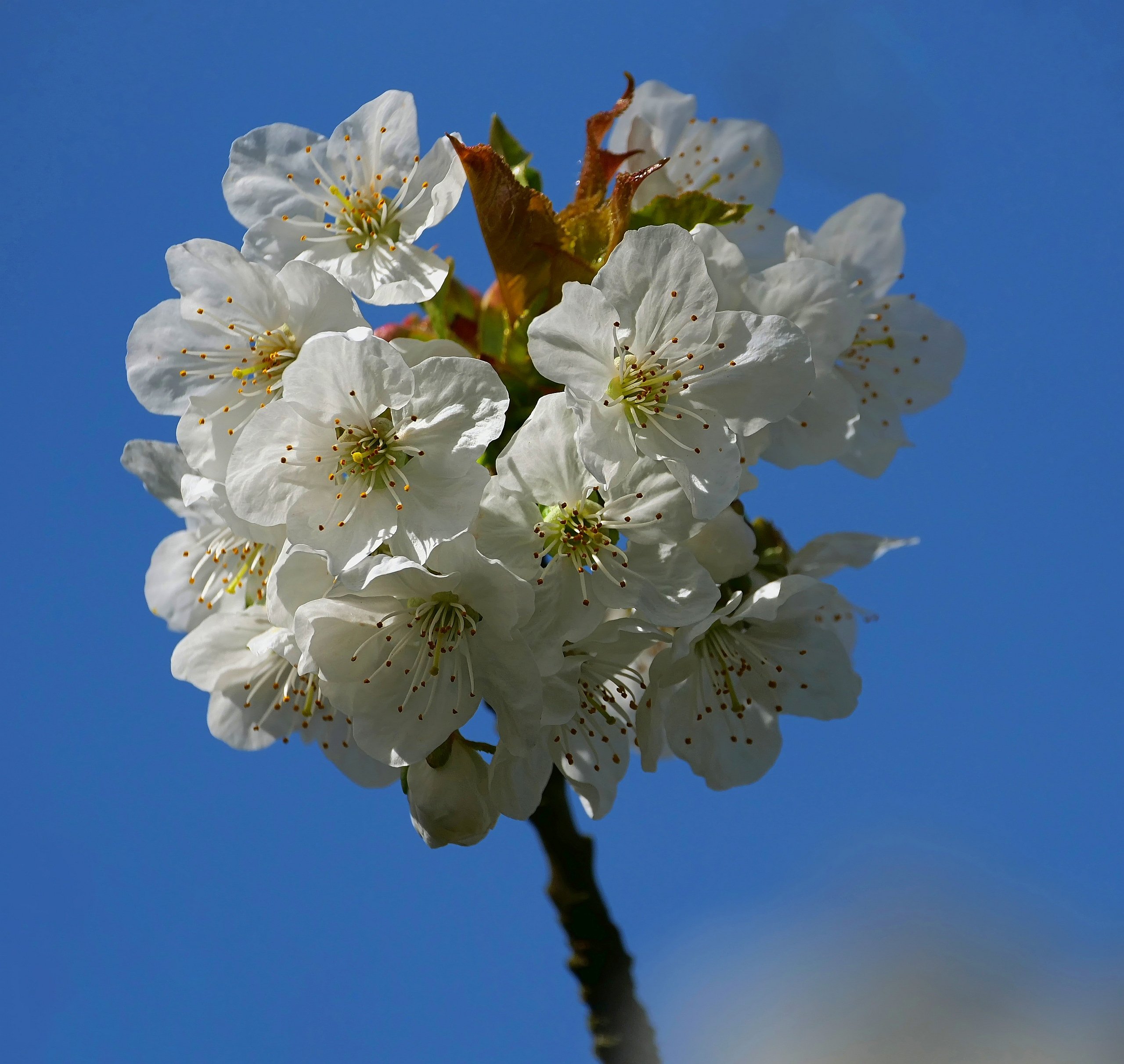 Kirschblüte an Ostern