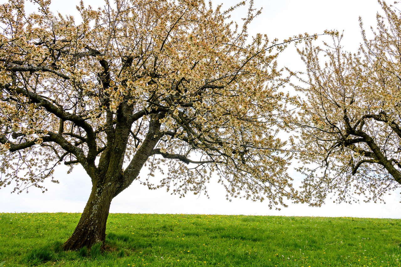 Kirschblüte, nach dem Frost