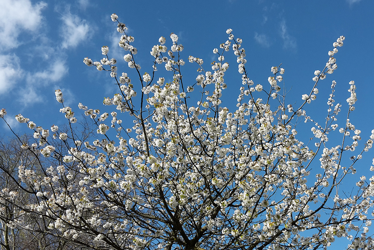 Kirschblüte