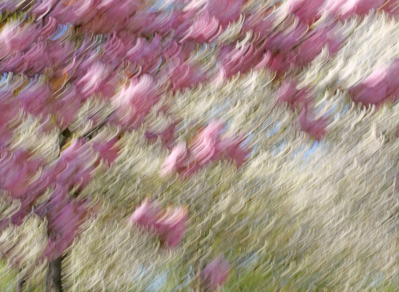 Kirschblüten im "Wind".jpg