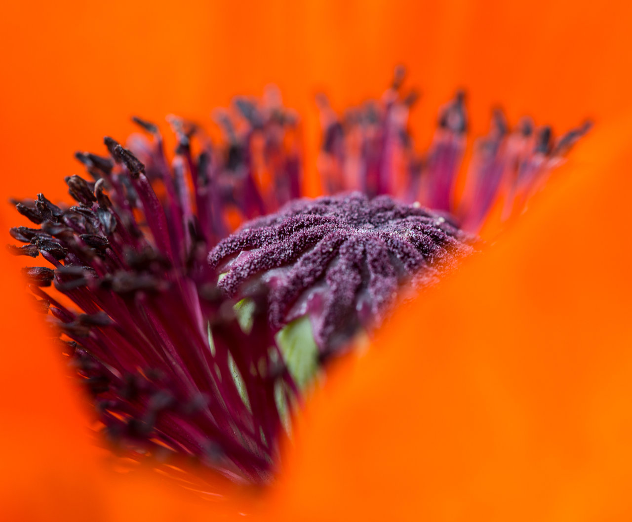 Klatschmohn