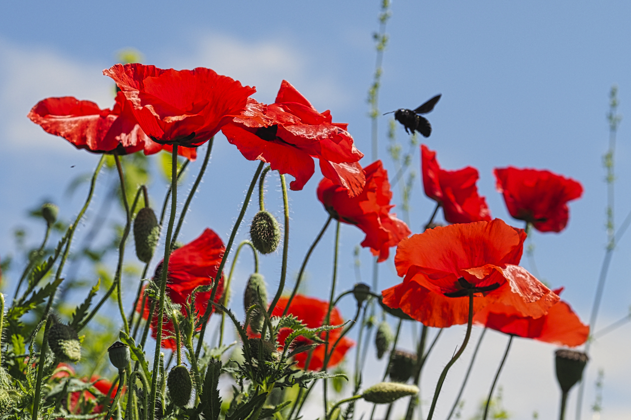 Klatschmohn